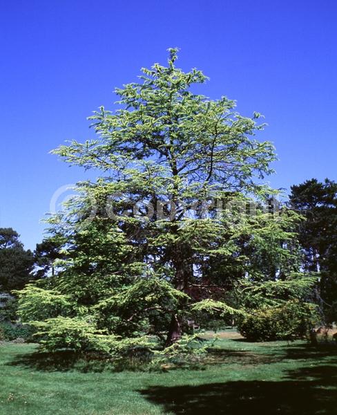 Yellow blooms; Deciduous; Needles or needle-like leaf