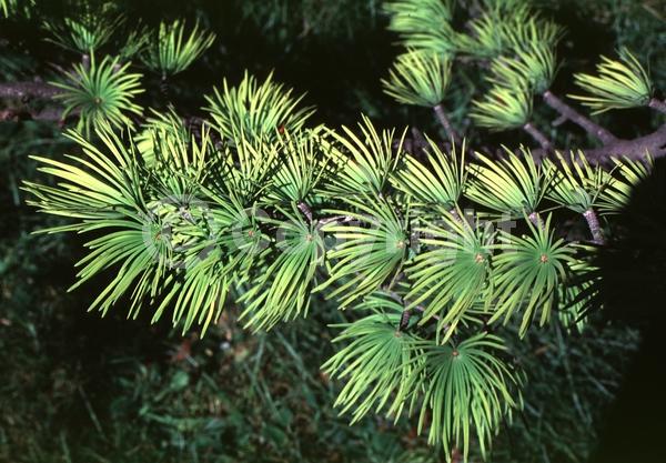 Yellow blooms; Deciduous; Needles or needle-like leaf