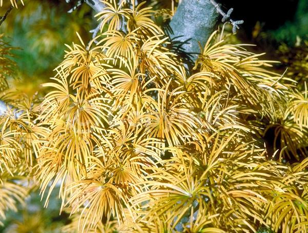 Yellow blooms; Deciduous; Needles or needle-like leaf