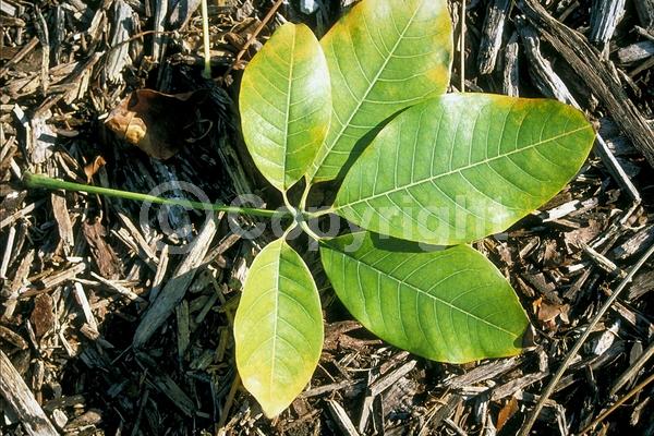 Red blooms; White blooms; Deciduous; Broadleaf; North American Native