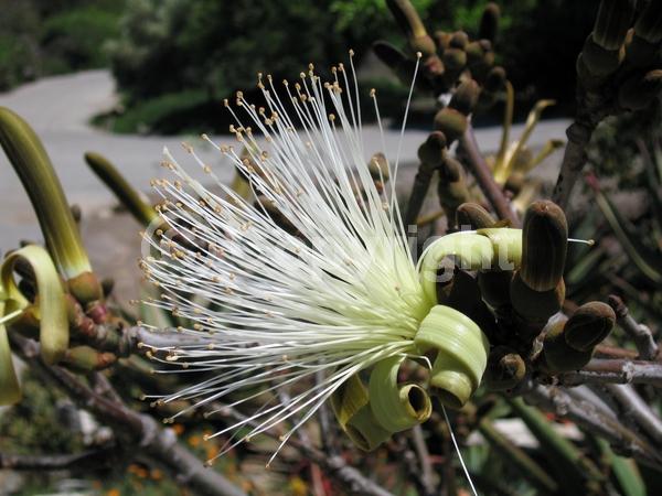 Red blooms; White blooms; Deciduous; Broadleaf; North American Native