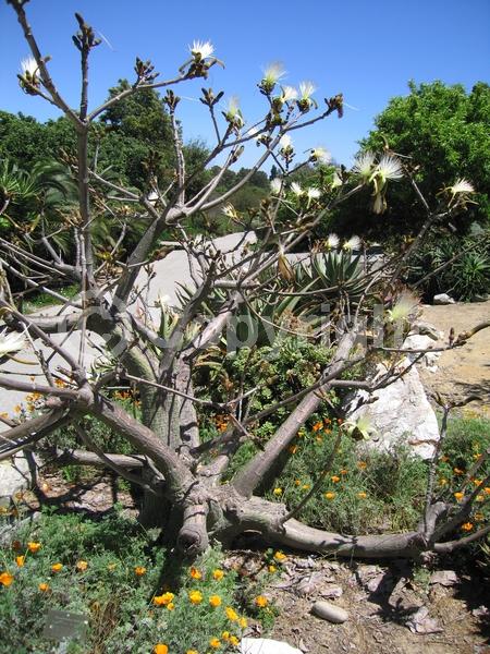 Red blooms; White blooms; Deciduous; Broadleaf; North American Native