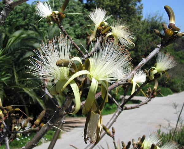 Red blooms; White blooms; Deciduous; Broadleaf; North American Native