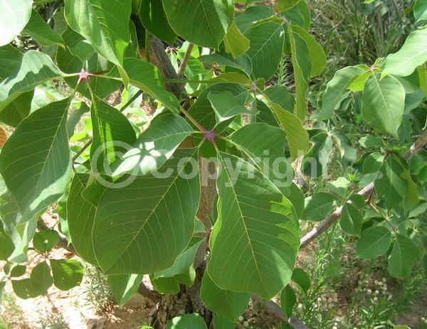 Red blooms; White blooms; Deciduous; Broadleaf; North American Native