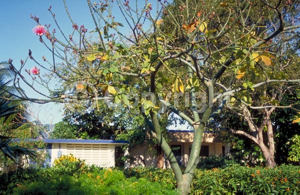 Red blooms; White blooms; Deciduous; Broadleaf; North American Native
