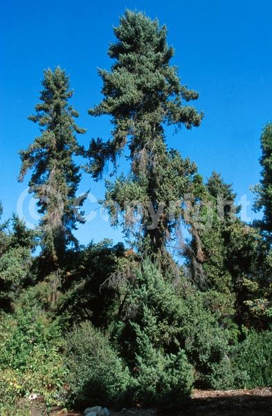 Red blooms; Evergreen; Needles or needle-like leaf; North American Native