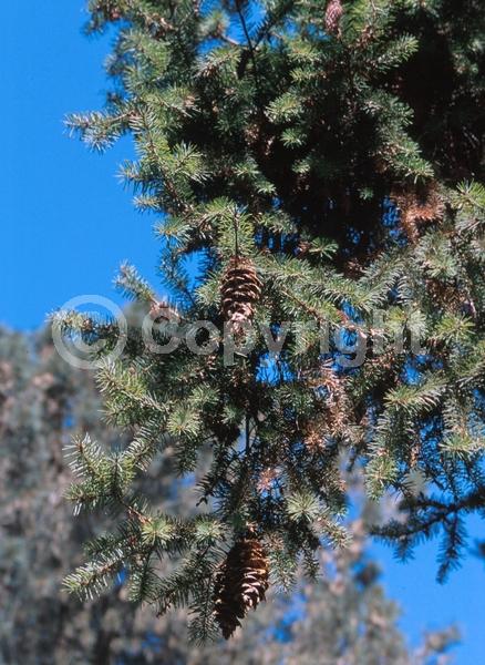 Red blooms; Evergreen; Needles or needle-like leaf; North American Native