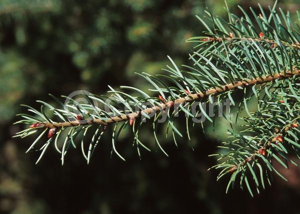 Red blooms; Evergreen; Needles or needle-like leaf; North American Native