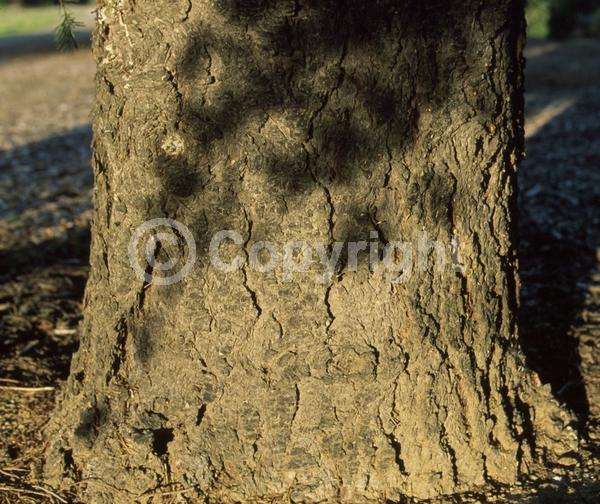 Red blooms; Evergreen; Needles or needle-like leaf; North American Native