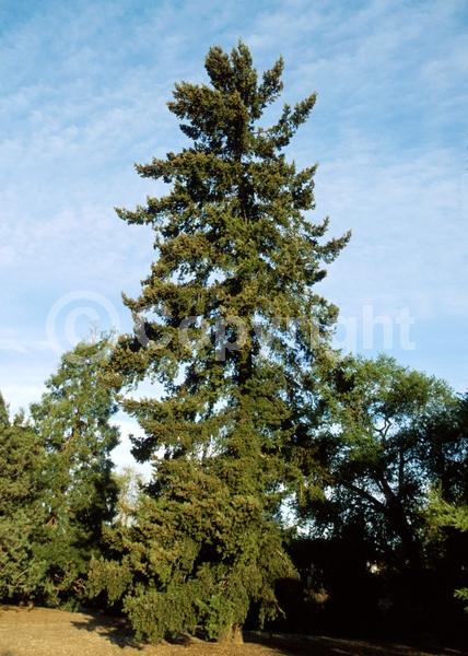 Red blooms; Evergreen; Needles or needle-like leaf; North American Native