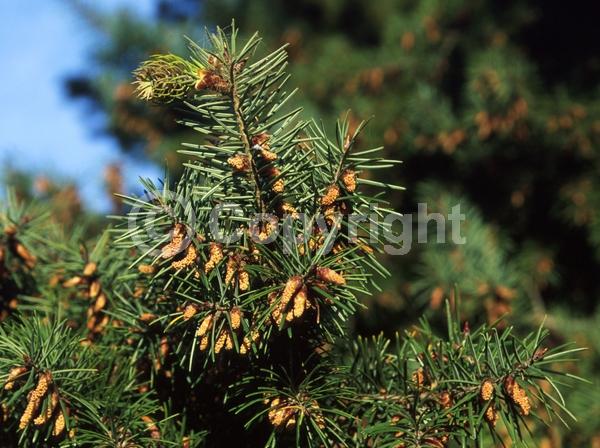 Red blooms; Evergreen; Needles or needle-like leaf; North American Native