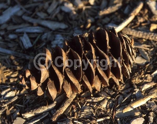 Red blooms; Evergreen; Needles or needle-like leaf; North American Native