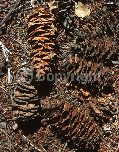 Red blooms; Evergreen; Needles or needle-like leaf; North American Native