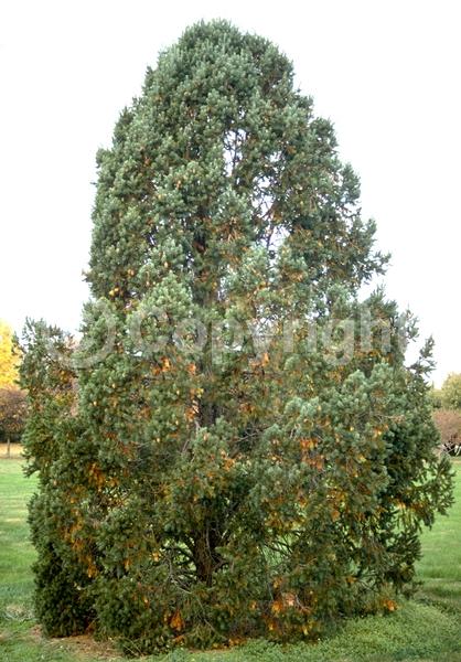 Red blooms; Evergreen; Needles or needle-like leaf