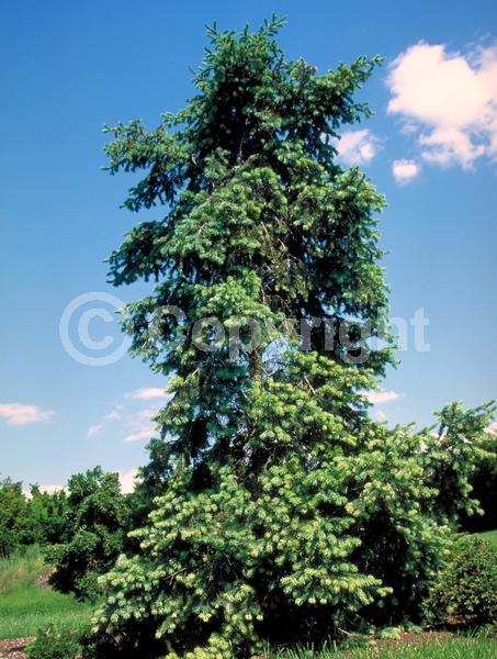 Red blooms; Evergreen; Needles or needle-like leaf