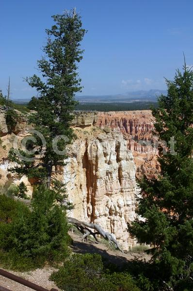 Red blooms; Evergreen; Needles or needle-like leaf; North American Native