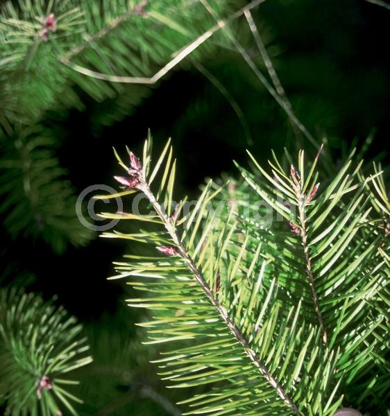 Red blooms; Evergreen; Needles or needle-like leaf; North American Native