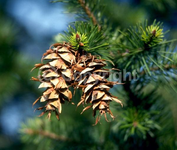 Red blooms; Evergreen; Needles or needle-like leaf; North American Native