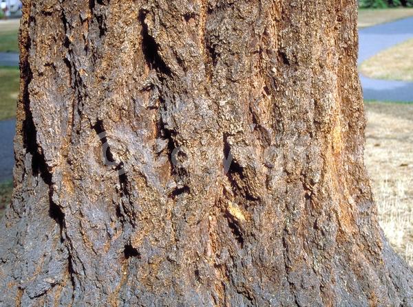 Red blooms; Evergreen; Needles or needle-like leaf; North American Native