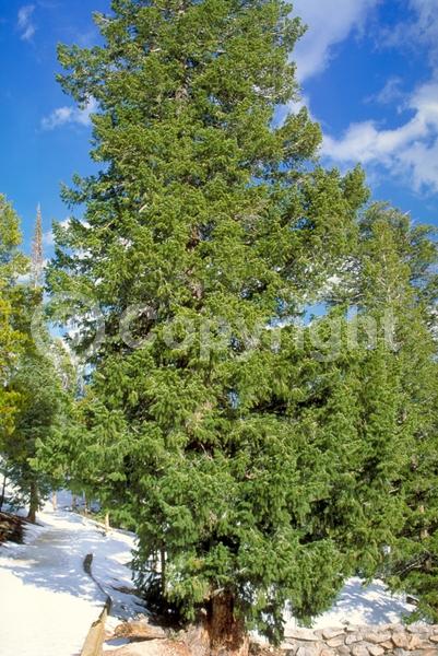 Red blooms; Evergreen; Needles or needle-like leaf; North American Native
