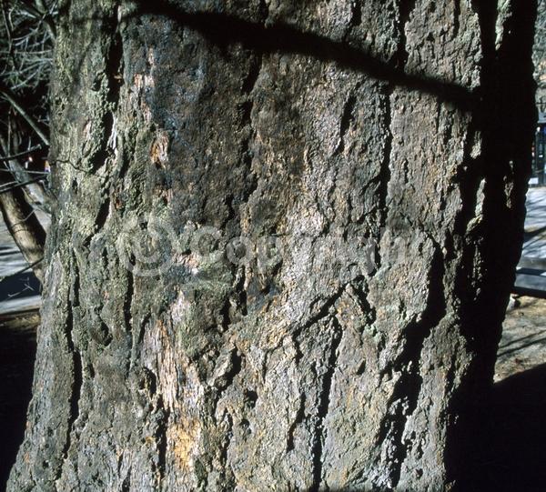 Red blooms; Evergreen; Needles or needle-like leaf; North American Native