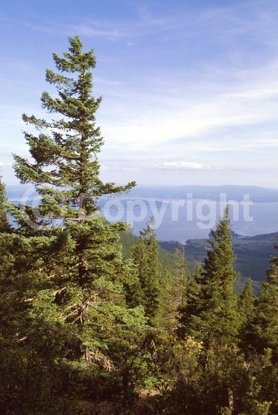 Red blooms; Evergreen; Needles or needle-like leaf; North American Native