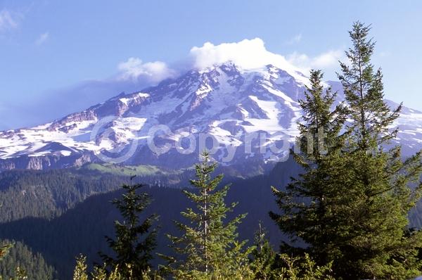 Red blooms; Evergreen; Needles or needle-like leaf; North American Native