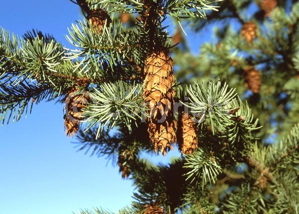 Red blooms; Evergreen; Needles or needle-like leaf; North American Native