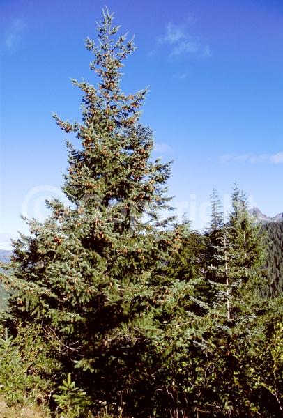 Red blooms; Evergreen; Needles or needle-like leaf; North American Native