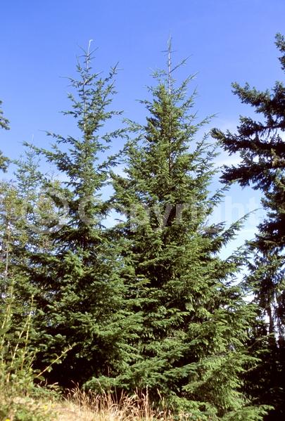 Red blooms; Evergreen; Needles or needle-like leaf; North American Native