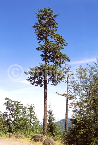Red blooms; Evergreen; Needles or needle-like leaf; North American Native