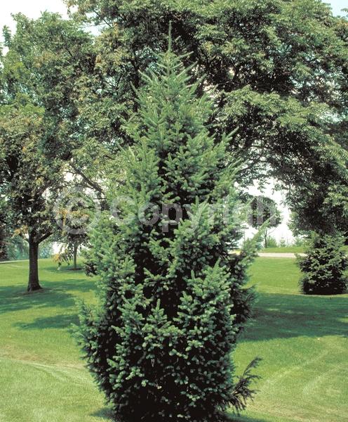 Red blooms; Evergreen; Needles or needle-like leaf; North American Native