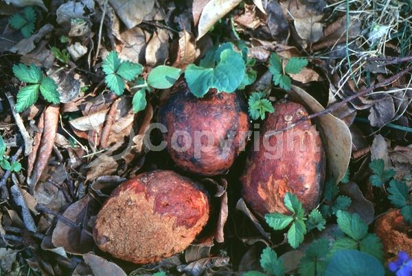 Pink blooms; Deciduous; Broadleaf