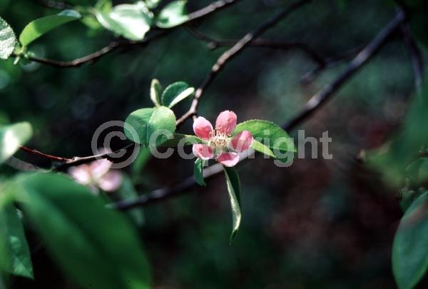 Pink blooms; Deciduous; Broadleaf
