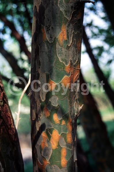 Pink blooms; Deciduous; Broadleaf