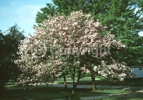 Pink blooms; Deciduous; Broadleaf