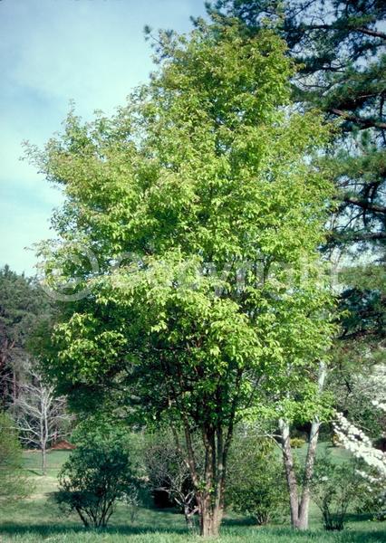 Pink blooms; Deciduous; Broadleaf