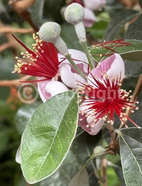 White blooms; Evergreen; Broadleaf