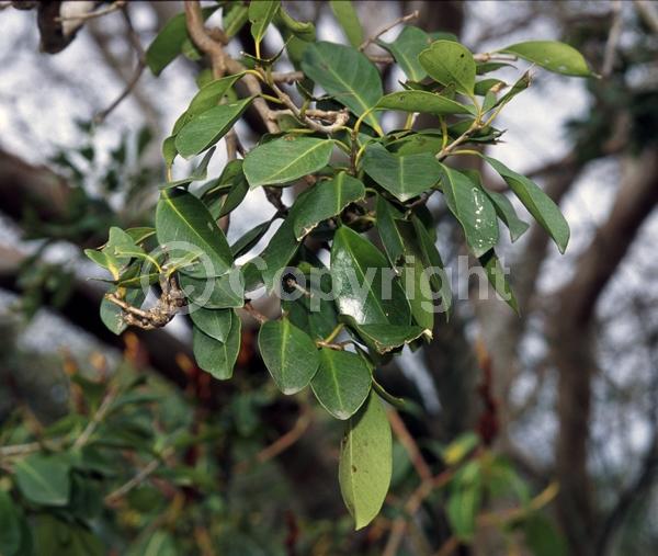 White blooms; Evergreen; Broadleaf