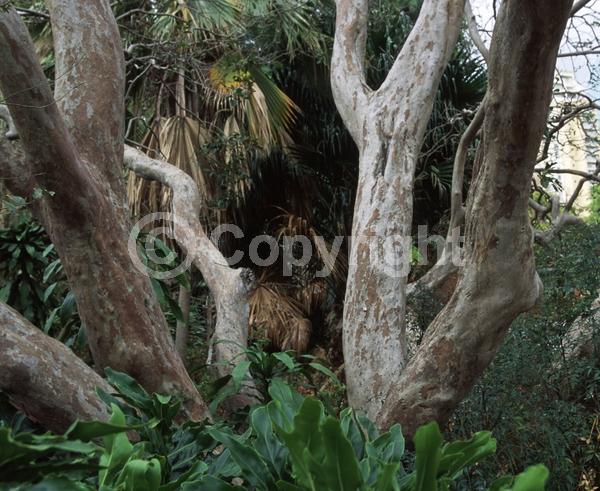White blooms; Evergreen; Broadleaf