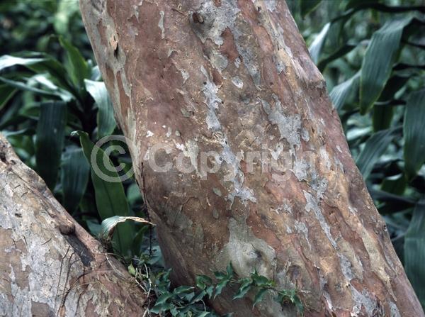 White blooms; Evergreen; Broadleaf