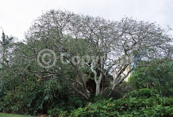 White blooms; Evergreen; Broadleaf