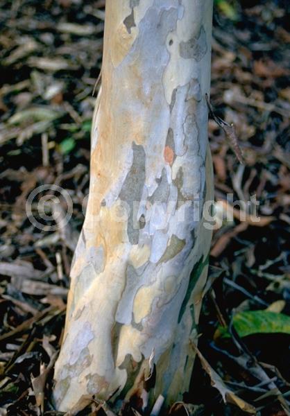 White blooms; Evergreen; Broadleaf
