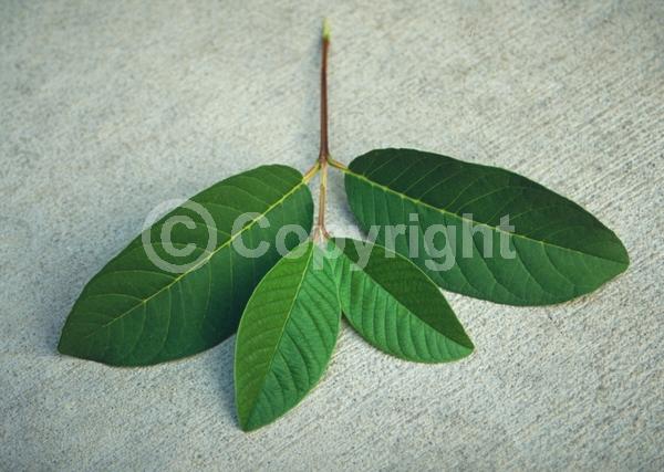 White blooms; Evergreen; Broadleaf