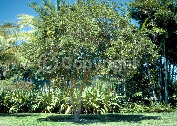 White blooms; Evergreen; Broadleaf