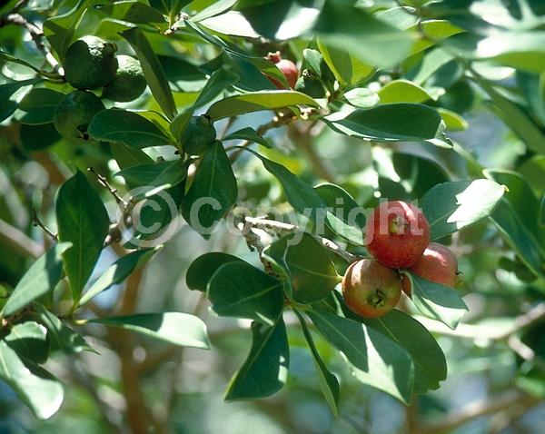 White blooms; Evergreen; Broadleaf