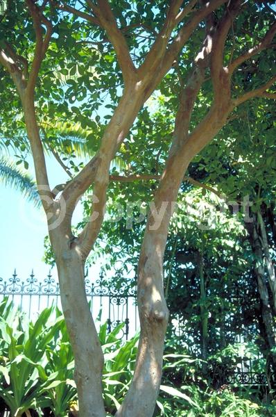 White blooms; Evergreen; Broadleaf