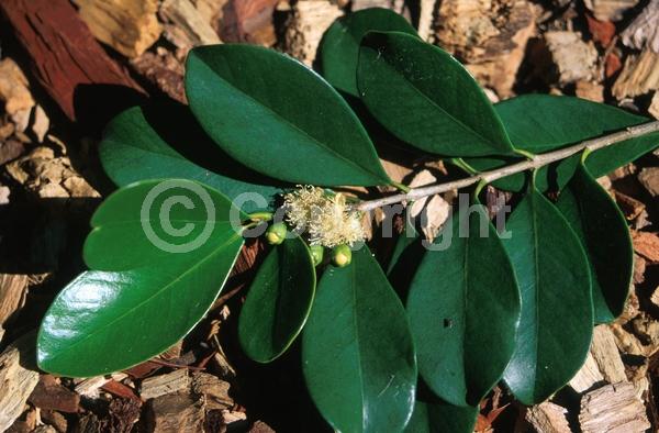 White blooms; Evergreen; Broadleaf