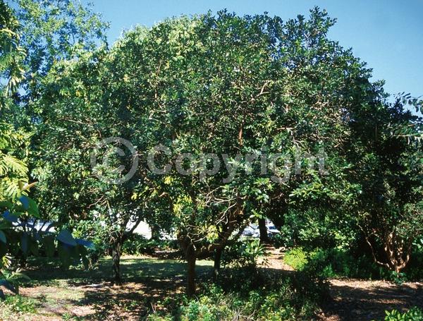 White blooms; Evergreen; Broadleaf