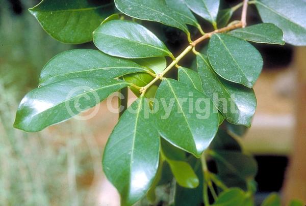White blooms; Evergreen; Broadleaf